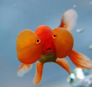 Goldfish_1